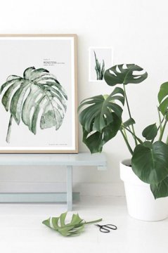 植物只能放陽臺?看看這些盆栽，室內(nèi)也擁有綠色