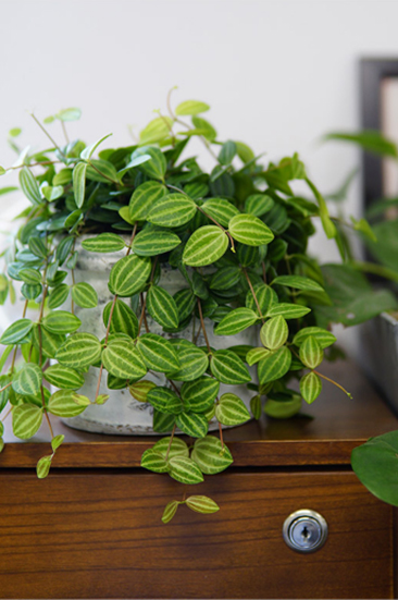 你以為植物只能放陽(yáng)臺(tái)?五款室內(nèi)盆栽，家里也能擁有綠